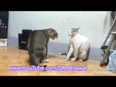 Cats fight