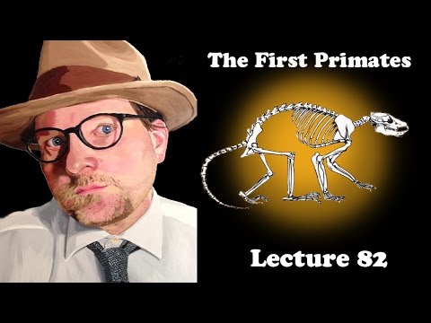 Lecture 82 The First Primates