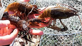 Когда ловить рака на раколовки жор