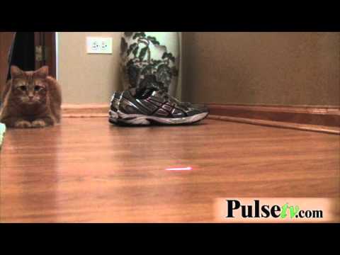 Powerbeam Laser Pointer - Cats love em!