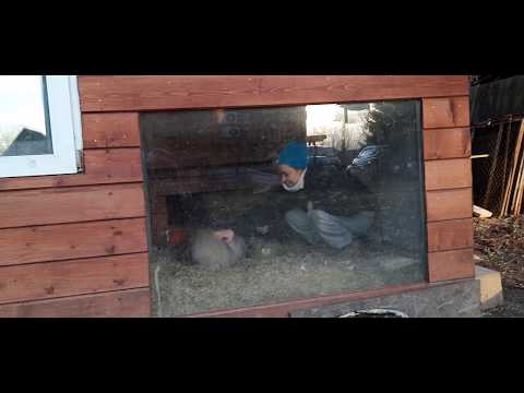 Жестокое нападение барсука на хозяйку (badger)