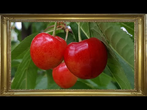 TOP 9 CHERRY VARIETIES