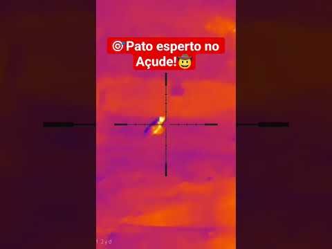 CAÇADA DE PATO NO AÇUDE,  Itaporã Mato Grosso do Sul #carabinapcp #carabinadepressao