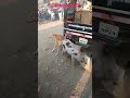 Dog Pig Sex Pakistan Dog Mating Dog And Pig Sex Pig Sex