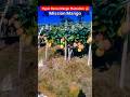 Hyperdense Mango Plantation High Density Mango Plantation Mango आम