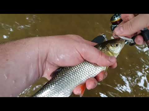 Ultra light Jigging/ spinning for chub.