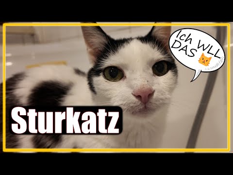 Cats are stubborn - why do cats always drink from the bathtub?