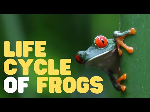 Life Cycle of Frogs | Learn about the 3-stage metamorphosis of a frog