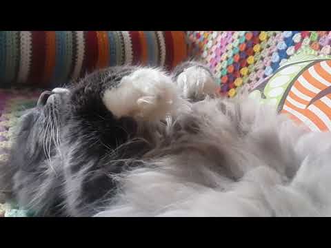 Maine coon cat sleeping like a baby