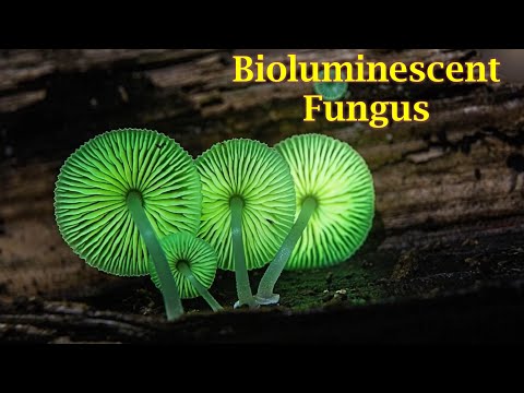Bioluminescent Mushrooms | Nature’s Living Lights