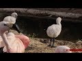 Flamingo Adoption UK BBC News 10th August 2018