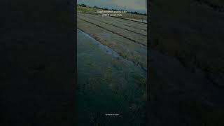 Download lagu Story wa anak petani #agriculturefarming #farmer #agriculture #paddyfarming #paddy mp3