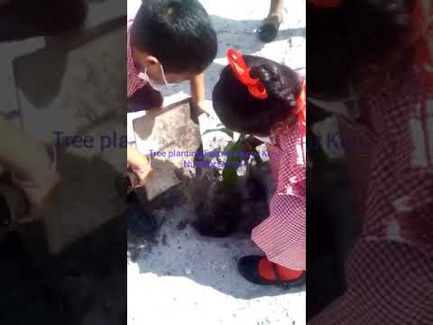 Elijah Liu's tree planting exercise at kuru kuru Nursery school