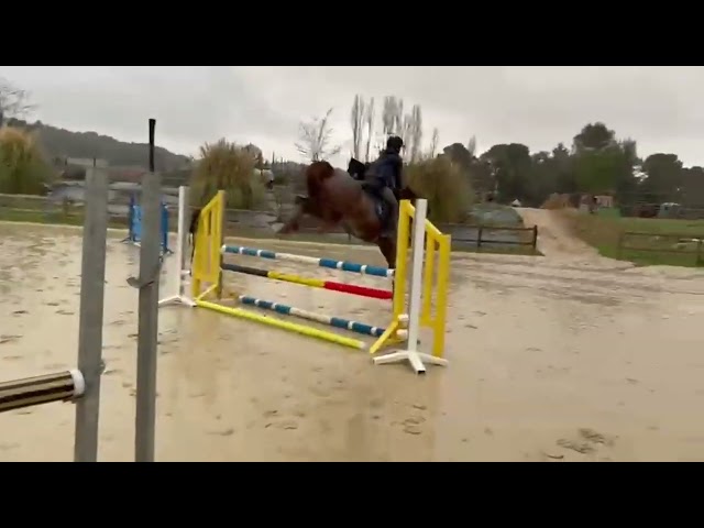 A vendre jument de 5 ans