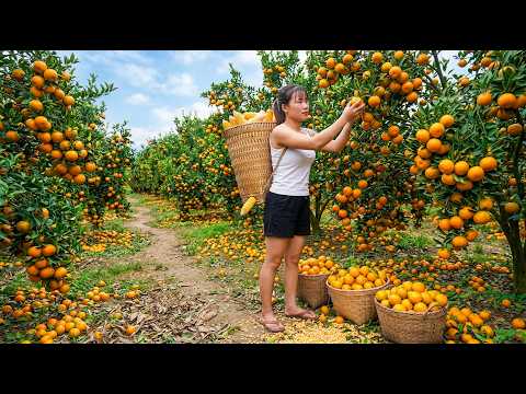 Harvesting 1000+ KG of Pomelo in the Garden and Transporting Them to Sell at the Market