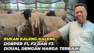 Download lagu Review Harga Domba Dorper F1, F2 dan F3 Di Podomoro Farm | @sudutkandang35  mp3 Download lagu Review Harga Domba Dorper F1, F2 dan F3 Di Podomoro Farm | @sudutkandang35  mp3