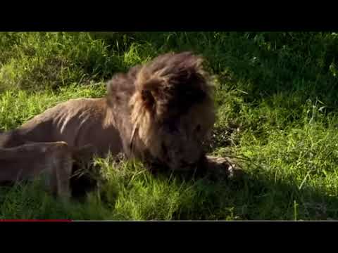 R.I.P ScarFace - The most famous Africa Lion in his last minutes