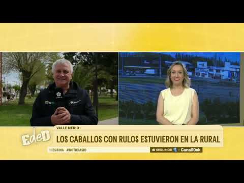 Dos caballos con rulos viajaron desde la Región Sur para estar presentes en la Expo de Choele Choel