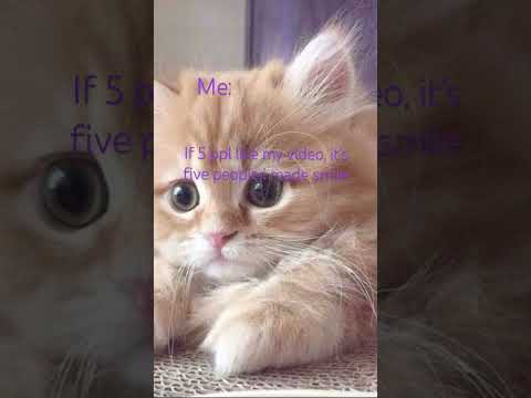 1 like= 1 happy person🙃#adorably #cat #cute
