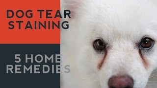 Tear Staining in Dogs: 5 Natural Answers