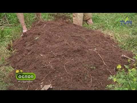 Ogrod bez tajemnic ,,Jak pielegnować liliowce? Permakultura w warzywniku''