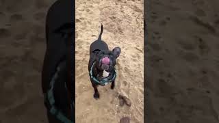 Video preview image #1 Mutt Puppy For Sale in Rockville, MD, USA