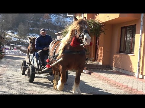 Caii lui Mirel de la Tauti, Cluj - Plimbre cu caruta\Membru nou in familie - 2019 Nou !!!