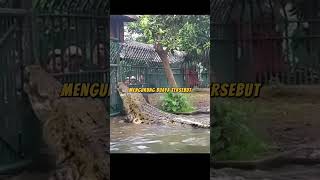 Download lagu BUAYA RAKSASA TERTANGKAP DAN TEREKAM mp3