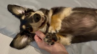 【犬vlog】表情が豊か過ぎる愛犬との暮らし