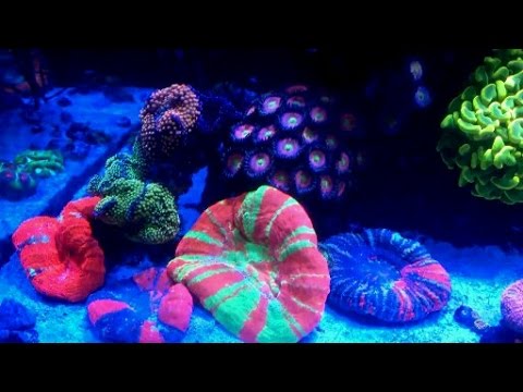 Extreme reef tank