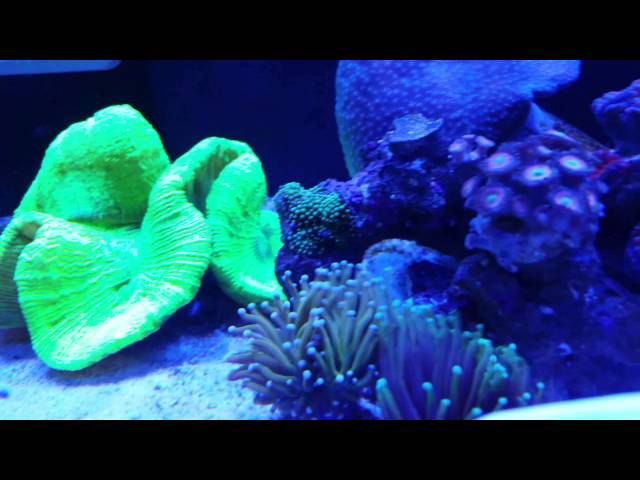 Extreme reef tank