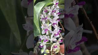 Download lagu ngày 15 tháng 1, 2026 mp3