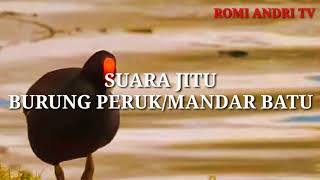 Download lagu SUARA JITU BURUNG PERUK MANDAR BERSIH BANGET... mp3