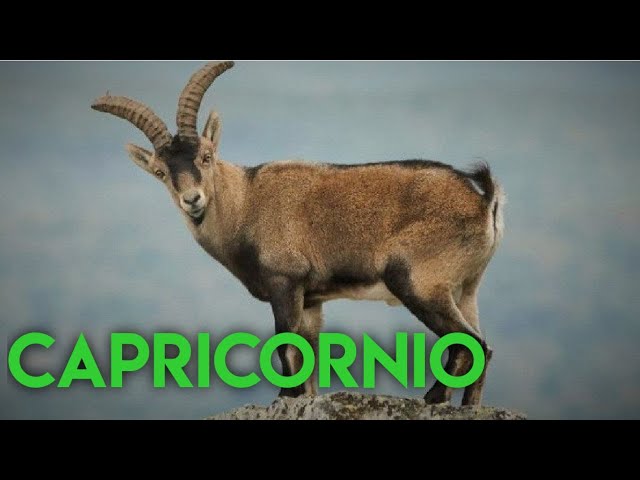 Vídeo relacionado con Capricornio: La guía definitiva del increíble signo zodiacal de la astrología (Los signos del zodiaco)