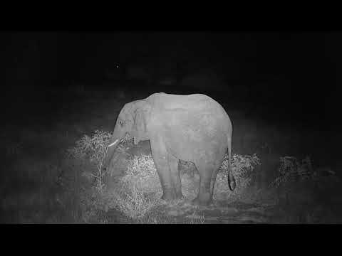 Djuma: Elephants-loner and then couple more-Pt:1 - 20:53 - 03/11/20