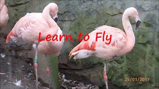 Learn to Fly: by Shannon Noll