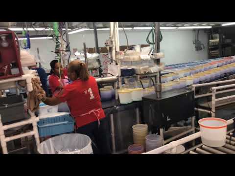 Segrest Farms Tour 2018