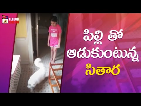 Sitara Ghattamaneni Playing with Cat | Sitara CUTE Video | Mahesh Babu | Mango Telugu Cinema