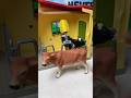 Miniature Animal Toys Diorama Farm Playset ASMR Toy Video Satisfying Asmrvideo