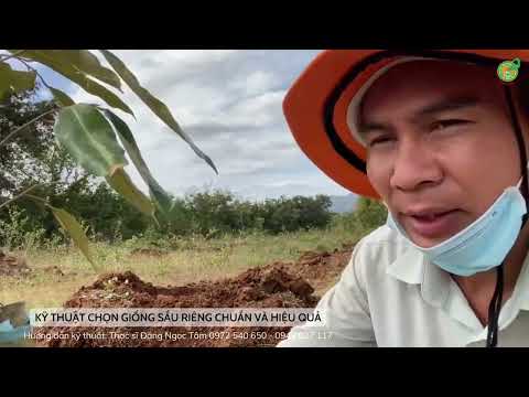 KỸ THUẬT CHỌN GIỐNG SẦU RIÊNG CHUẨN VÀ HIỆU QUẢ.