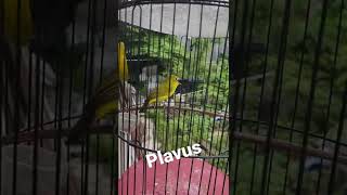 Download lagu pleci plavus nembak materi panjang mp3