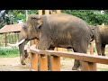 Dubare Elephant Camp Coorg