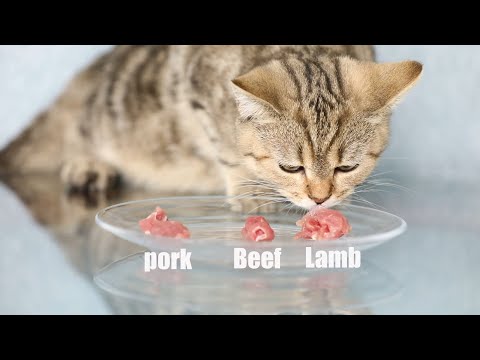 What meat do cats like to eat? |What kind of meat is the cat interested in? |Cat Test|Cat Hobby