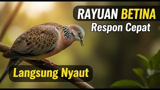 Download lagu Suara Tekukur Betina Memanggil Jantan Cocok Untuk Pancingan Dirumah mp3