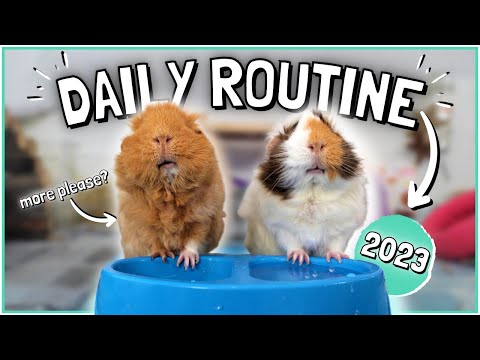 Daily Guinea Pig Routine 2023!