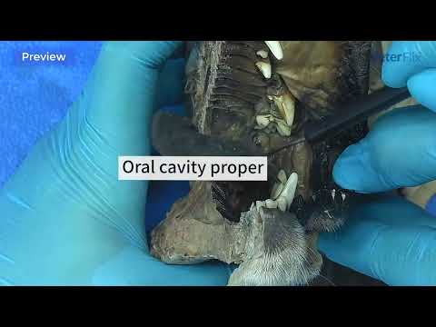 Canine anatomy. Oral cavity, nasal cavity, pharynx, larynx