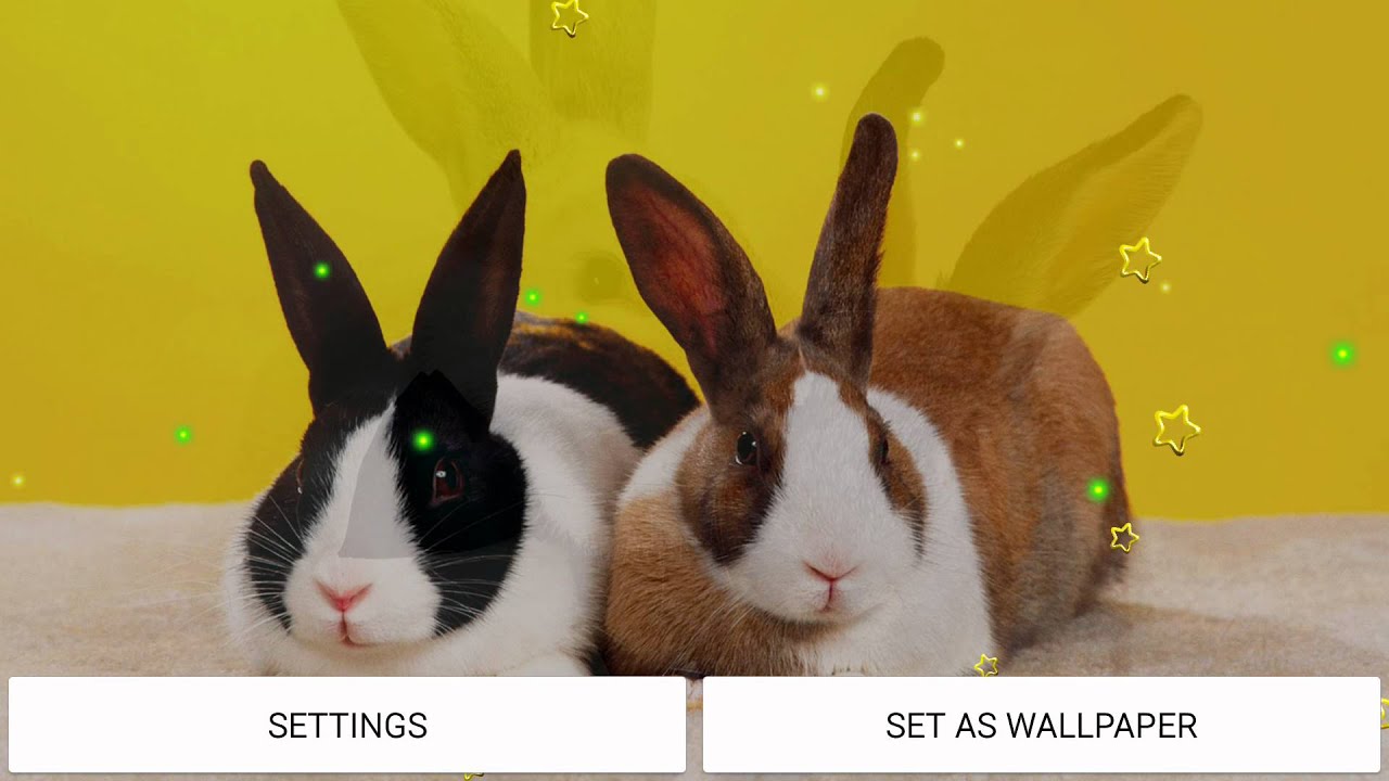 Funny Bunnies live wallpaper