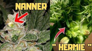 How to Deal with HERMIES &amp; NANNERS during Cannabis Grow ! #garden #Education #Weed