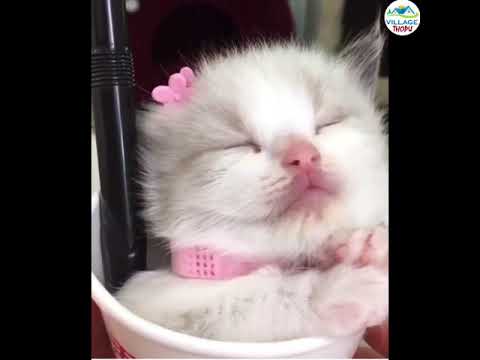 Cats Sing Believer by Imagine Dragons | Cats Singing Song #villagethopu #cats #cutecat