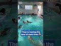 Happy dogs love pool time at doggy daycare